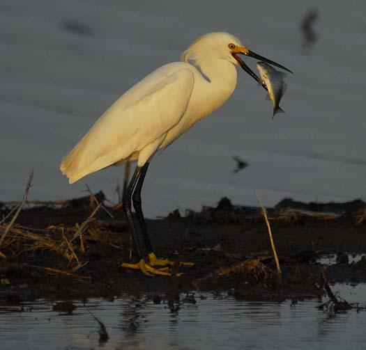 skimmers-egrets-6-29-2008_062908_4604.jpg