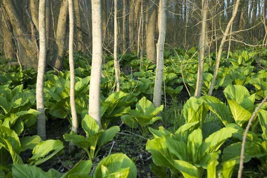 skunk-cabbage-4-11-2008_041108_2654.jpg