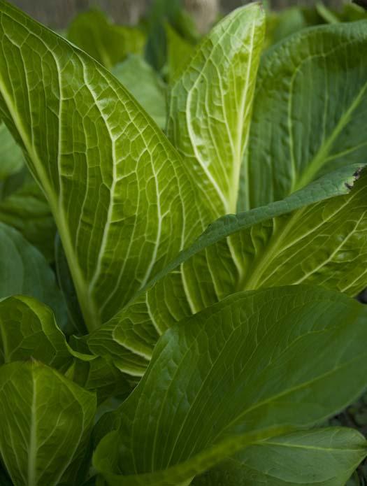 skunk-cabbage-4-11-2008_041108_2695.jpg