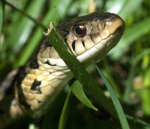 snake-5-30-2009_053009_0756