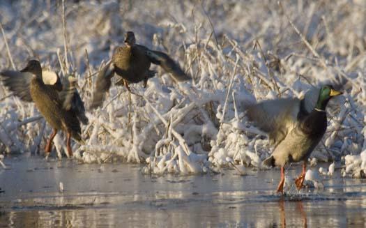 snow-ducks-eagle-heron-12-6-2007_3091copy1.jpg