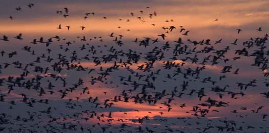 snow-geese-against-sunset-11-13-2007_1708copy2.jpg