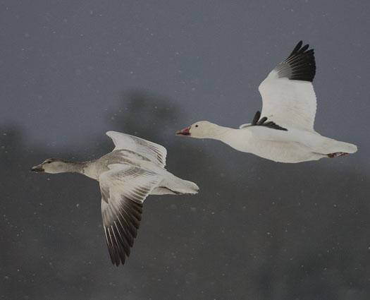 snow-geese-in-snow-3-2-2009_030209_4300