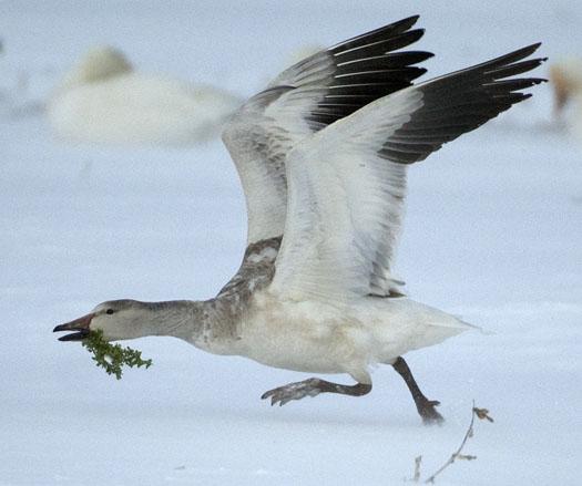 snow-geese-in-snow-3-2-2009_030209_43082