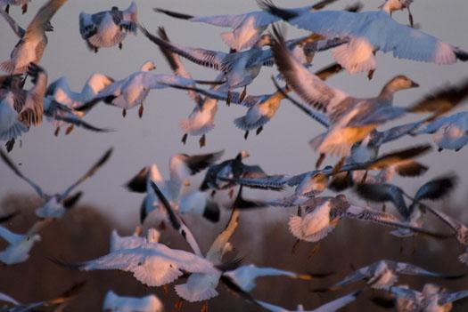 snowgeese-at-sunset-11-19-2008_111908_0889.jpg