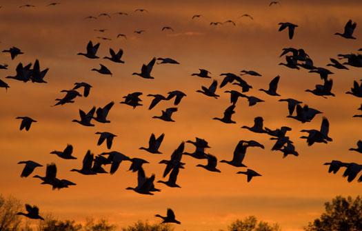 snowgeese-at-sunset-11-19-2008_111908_0915.jpg