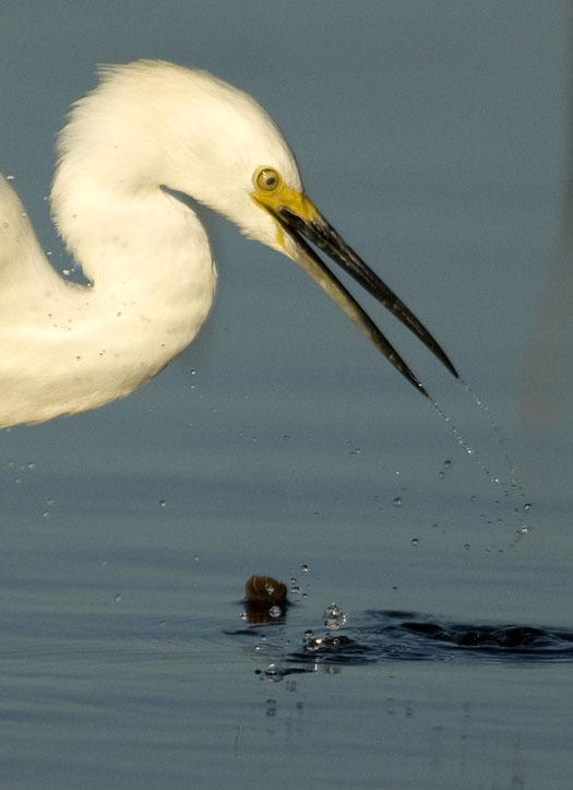 snowy-egret-salicornia-10-12-2008_101208_0357.jpg