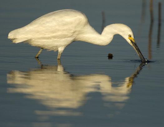snowy-egret-salicornia-10-12-2008_101208_0363.jpg