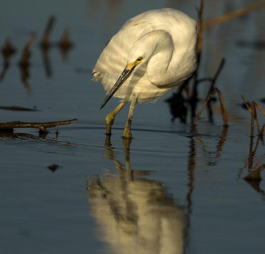 snowy-egret-salicornia-10-12-2008_101208_0383.jpg