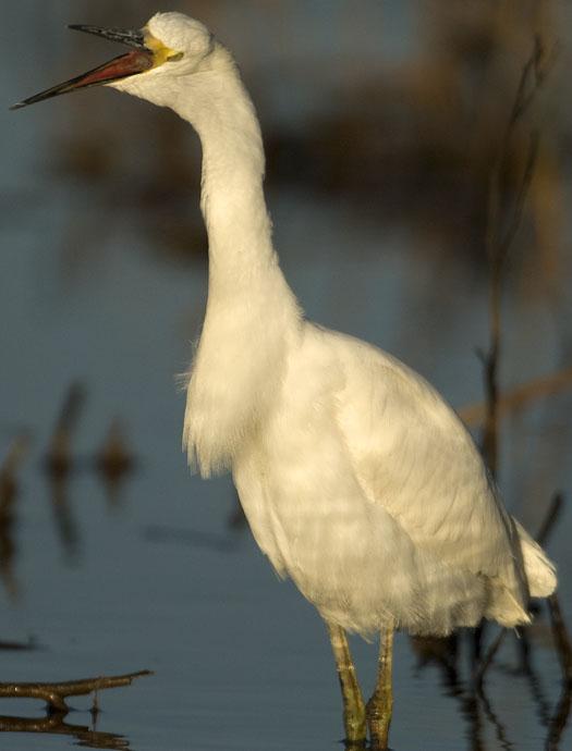 snowy-egret-salicornia-10-12-2008_101208_0388.jpg
