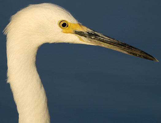 snowy-egret-salicornia-10-12-2008_101208_0409.jpg