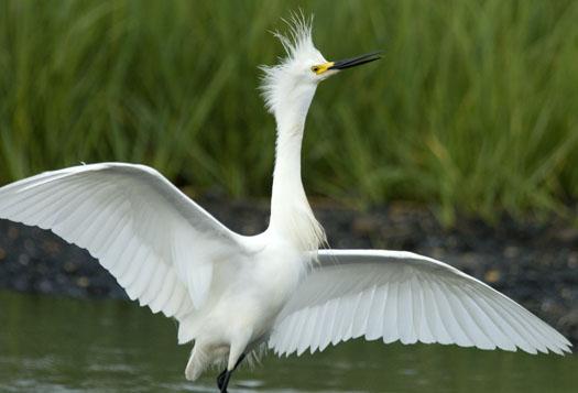 snowy-egrets-6-20-2009_062009_2136