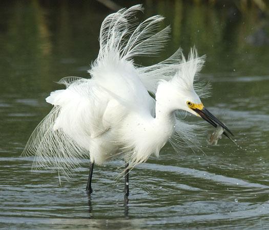 snowy-egrets-6-20-2009_062009_2491