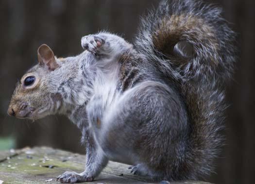 squirrels-4-4-2008_040508_21202.jpg