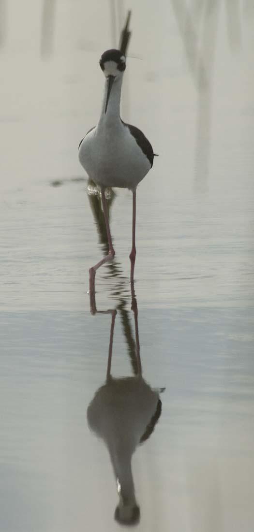 stilts-5-23-2008_052308_7887.jpg