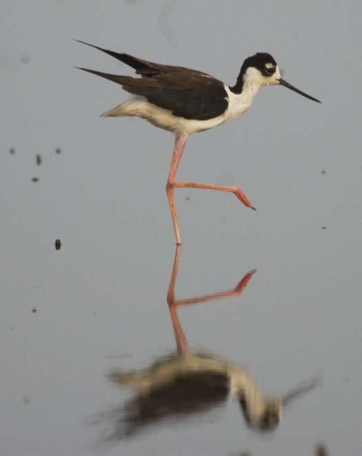 stilts-6-28-2008_062508_4247.jpg