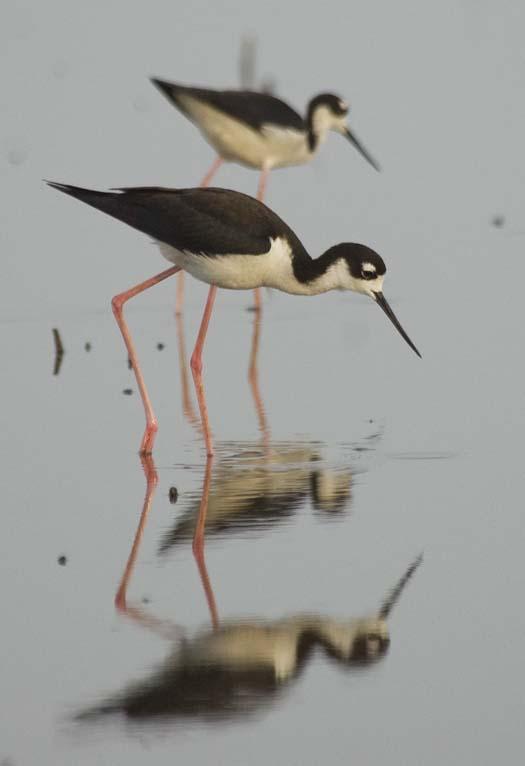 stilts-6-28-2008_062508_4252.jpg