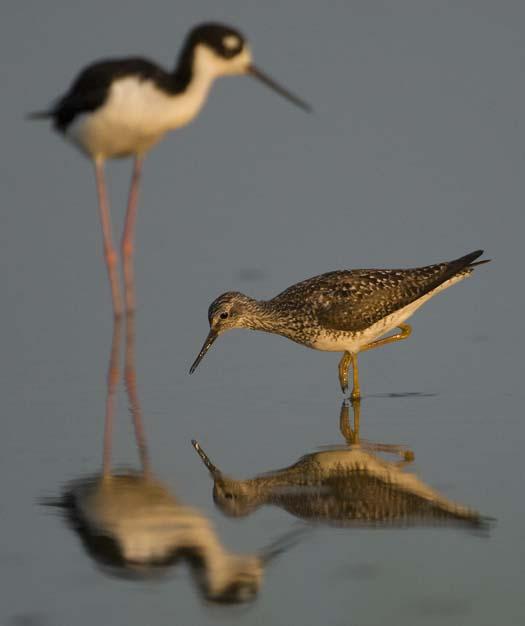 stilts-yellow-legs-7-1-2008_070108_4948.jpg