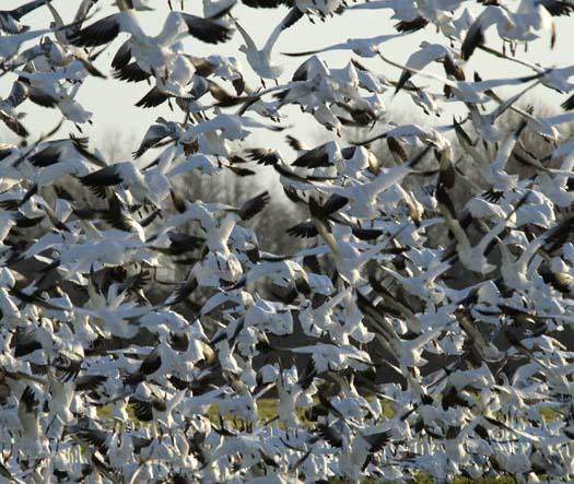 sunrise-12-22-2007-primehook-snowgeese-mallards_3831copy1.jpg