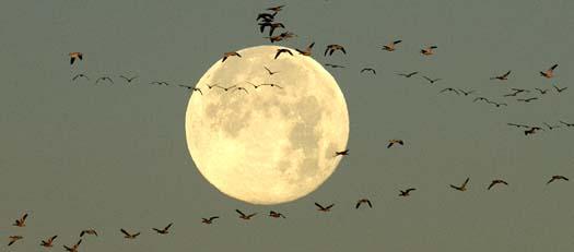 sunrise-12-24-2007-full-moon-snowies-heron-fowlers_3934copy1.jpg