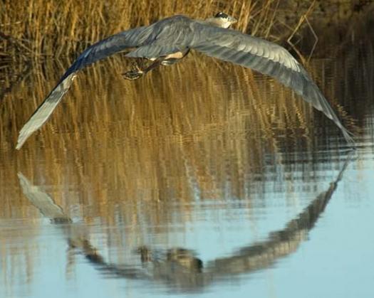 sunrise-12-24-2007-full-moon-snowies-heron-fowlers_4014copy2.jpg