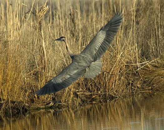 sunrise-12-24-2007-full-moon-snowies-heron-fowlers_4017copy1.jpg