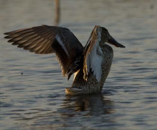 sunset-1-28-2008-shovelers-marshhawk-snow-geese_6712copy1.jpg