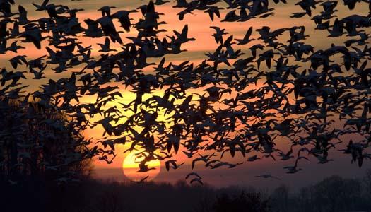 sunset-1-28-2008-shovelers-marshhawk-snow-geese_6828copy1.jpg