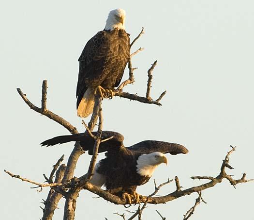 sunset-12-27-2007-2-eagles-heron-primehook_4153copy1.jpg