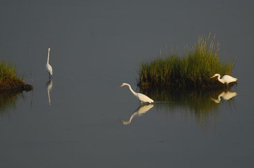 sunset-83-and-sunrise-egrets-841_3581