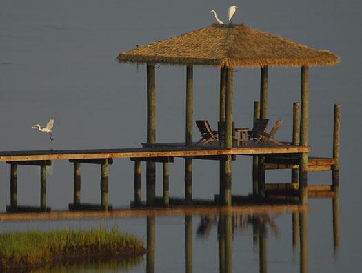 sunset-83-and-sunrise-egrets-84_1