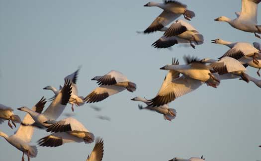 sunset-snowgeese-broadkill-11-27-2007_2076.jpg