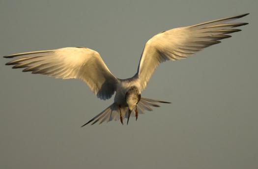 terns-egrets-10-2-2008_100208_0011.jpg