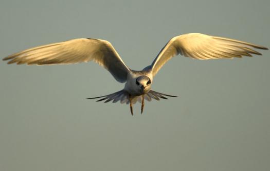 terns-egrets-10-2-2008_100208_0019.jpg