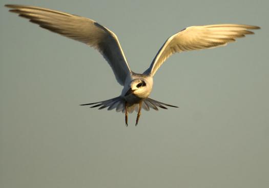 terns-egrets-10-2-2008_100208_0021.jpg