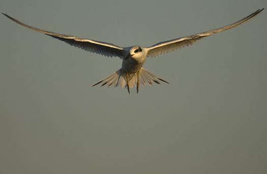 terns-egrets-10-2-2008_100208_0022.jpg