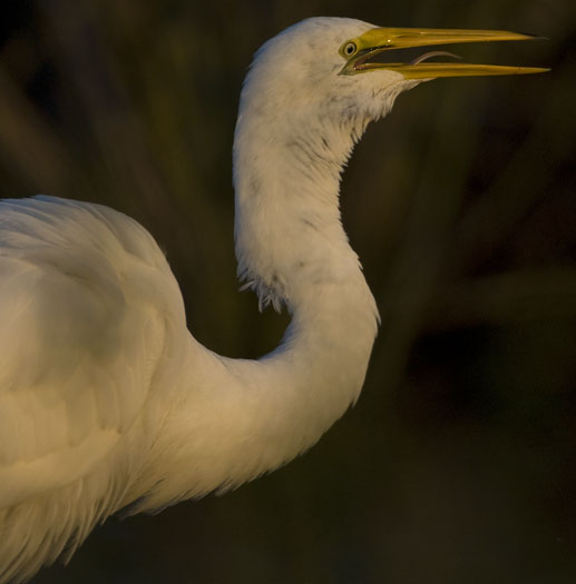 terns-egrets-10-2-2008_100208_0100.jpg