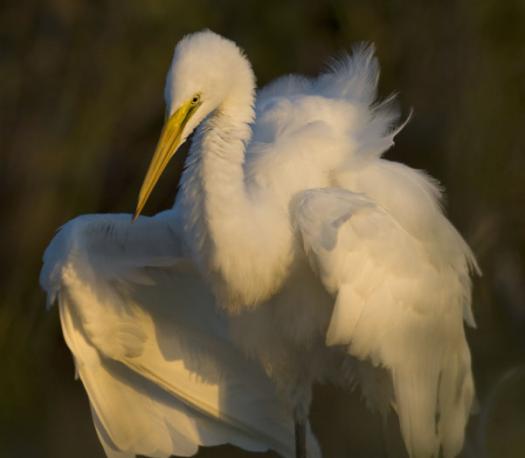 terns-egrets-10-2-2008_100208_0105.jpg