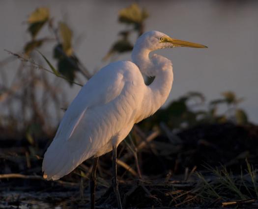 terns-egrets-10-2-2008_100208_0145.jpg