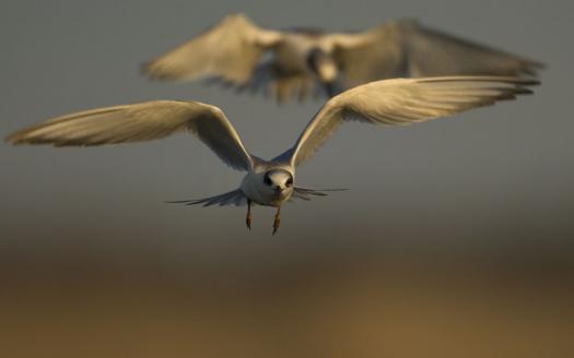 terns-egrets-10-2-2008_100208_9976.jpg