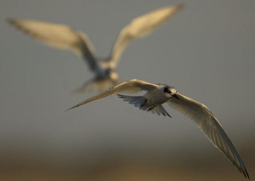 terns-egrets-10-2-2008_100208_9977.jpg