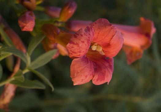 trumpet-vine-7-11-2008_071108_5762.jpg