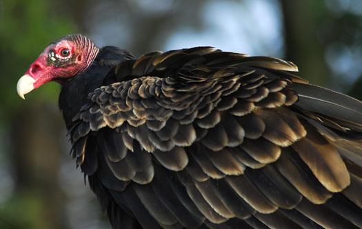 vulture-sunflowers-hibiscus-8112009_081109_5649