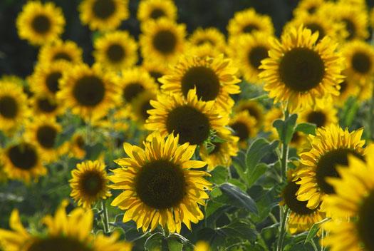 vulture-sunflowers-hibiscus-8112009_081109_56581