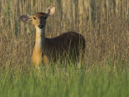 white-tail-6-18-2008_061808_3963.jpg