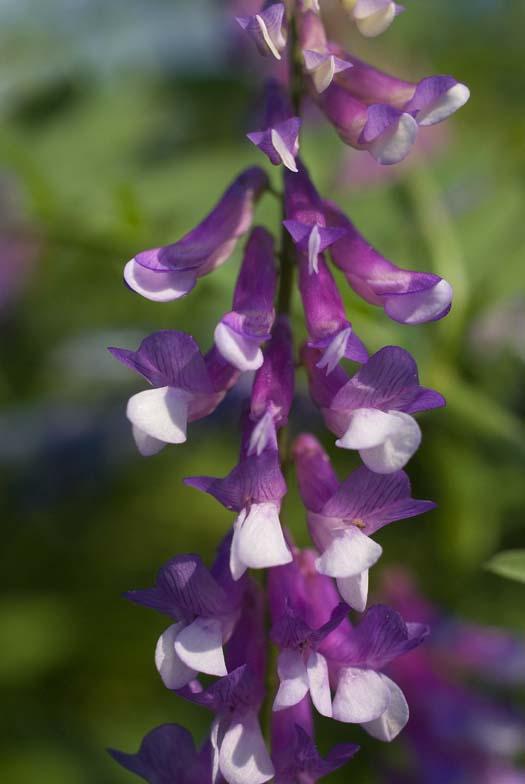 wild-flowers-5-30-2008_053008_1102.jpg