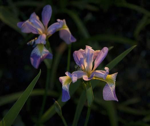 wildflowers-5-30-2008_053008_1150.jpg