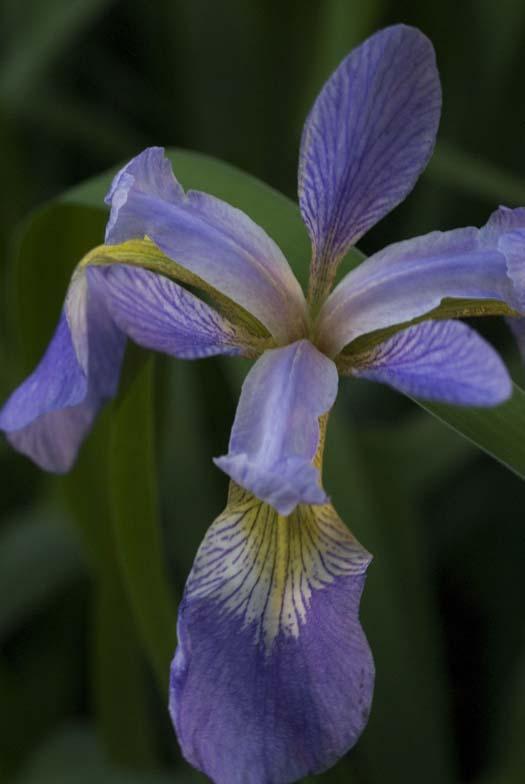 wildflowers-5-30-2008_053008_1200.jpg