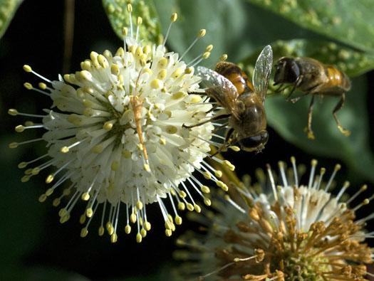 wildflowers-7-11-2009_071109_4521