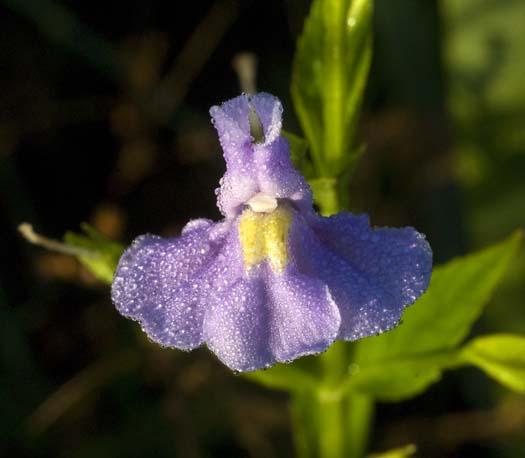 wildflowers-7-13-2008_071308_5864.jpg